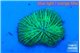 Fungia green 2-3 cm WYSIWYG acclimaté