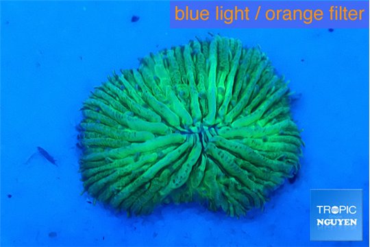 Fungia green 2-3 cm WYSIWYG acclimaté