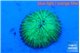 Fungia green 1-2 cm WYSIWYG acclimaté