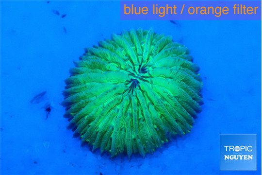 Fungia green 1-2 cm WYSIWYG acclimaté