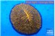 Fungia sunset gold 4-6 cm WYSIWYG acclimaté