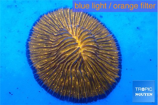 Fungia sunset gold 4-6 cm WYSIWYG acclimaté