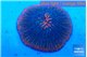 Fungia pink red flash 4-5 cm WYSIWYG acclimaté