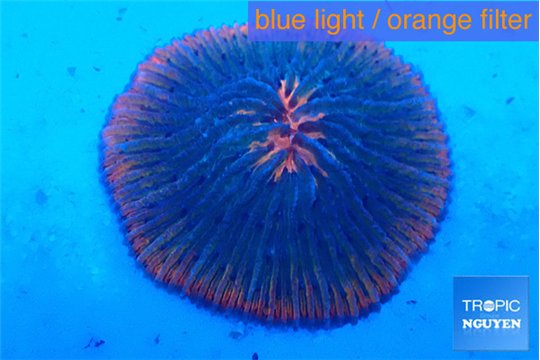 Fungia pink red flash 4-5 cm WYSIWYG acclimaté