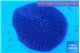 Fungia purple 3-5 cm WYSIWYG acclimaté