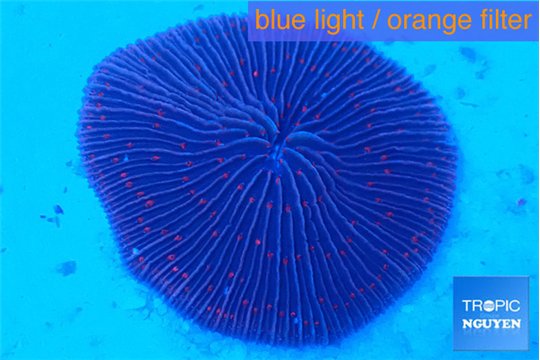 Fungia purple 3-5 cm WYSIWYG acclimaté
