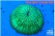 Fungia green 2-4 cm WYSIWYG acclimaté