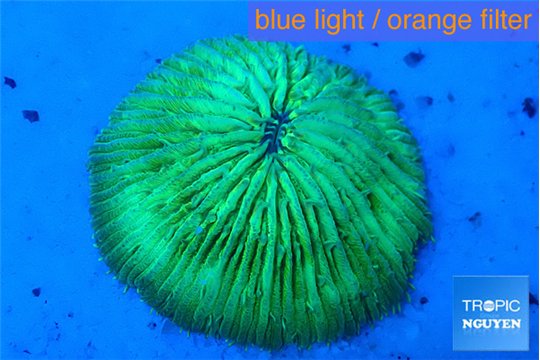 Fungia green 2-4 cm WYSIWYG acclimaté