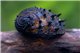 Escargot Neritina juttingae 1-2 cm