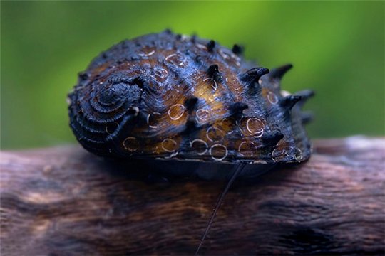 Escargot Neritina juttingae 1-2 cm