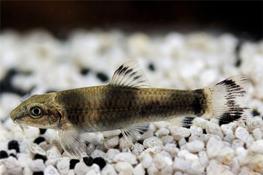 Garra flavatra 3-4 cm