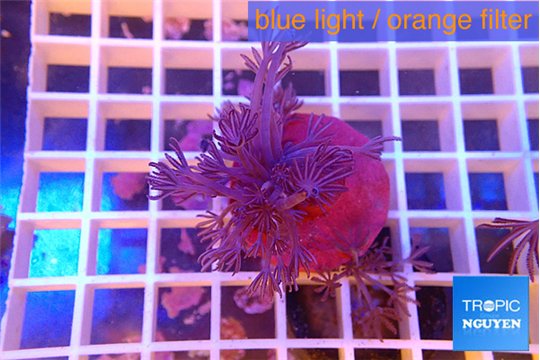 Xenia long polyps 4-7 cm WYSIWYG acclimaté