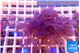 Xenia long polyps 7-10 cm WYSIWYG acclimaté