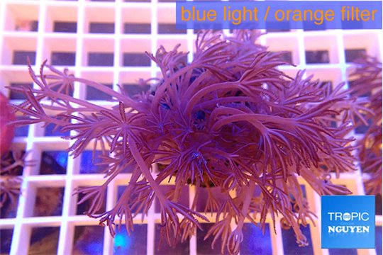 Xenia long polyps 7-10 cm WYSIWYG acclimaté
