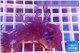 Xenia long polyps 4-7 cm WYSIWYG acclimaté