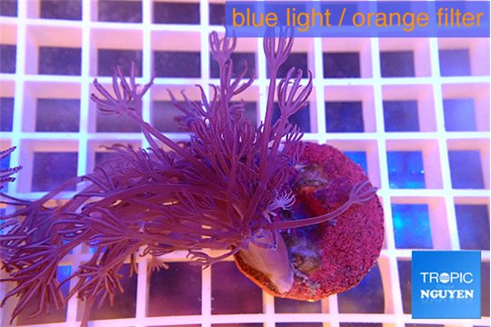 Xenia long polyps 4-7 cm WYSIWYG acclimaté