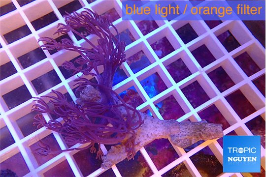 Xenia long polyps 6-9 cm WYSIWYG acclimaté