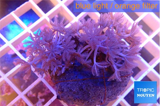 Xenia pumping 5-8 cm WYSIWYG acclimaté