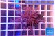 Xenia long polyps 4-7 cm WYSIWYG acclimaté