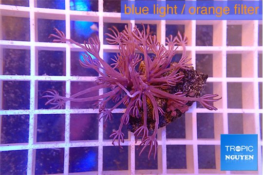 Xenia long polyps 4-7 cm WYSIWYG acclimaté