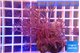 Xenia long polyps 6-9 cm WYSIWYG acclimaté