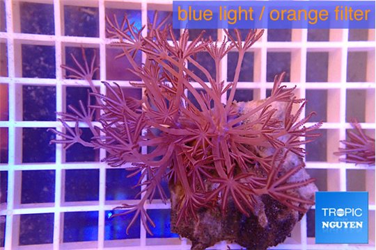 Xenia long polyps 6-9 cm WYSIWYG acclimaté