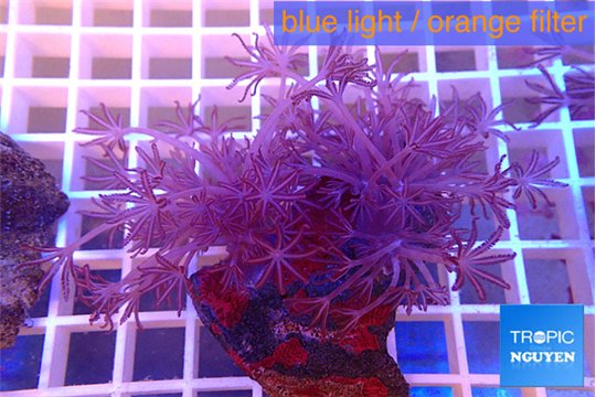 Xenia long polyps 6-9 cm WYSIWYG acclimaté