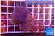 Xenia long polyps 6-9 cm WYSIWYG acclimaté