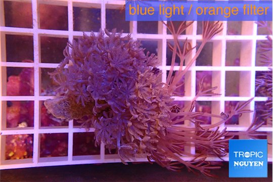 Xenia long polyps 6-9 cm WYSIWYG acclimaté