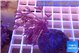 Xenia long polyps 4-6 cm WYSIWYG acclimaté