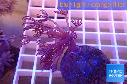 Xenia long polyps 4-6 cm WYSIWYG acclimaté
