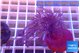 Xenia long polyps 4-7 cm WYSIWYG acclimaté