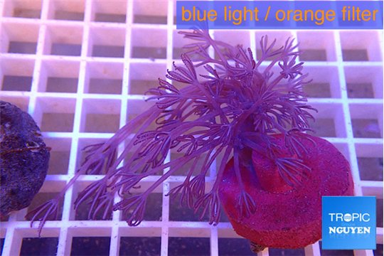 Xenia long polyps 4-7 cm WYSIWYG acclimaté