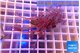Xenia long polyps 4-7 cm WYSIWYG acclimaté
