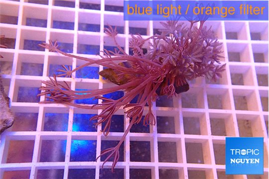 Xenia long polyps 4-7 cm WYSIWYG acclimaté