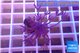 Xenia long polyps 3-4 cm WYSIWYG acclimaté