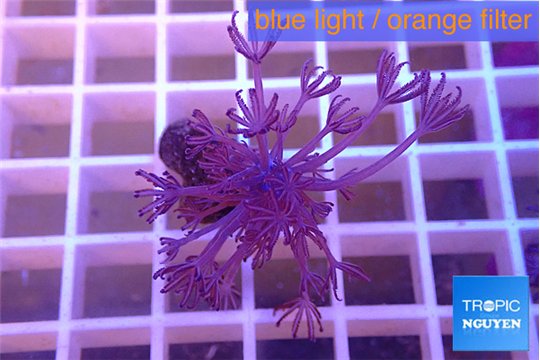 Xenia long polyps 3-4 cm WYSIWYG acclimaté