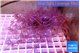 Xenia long polyps 7-12 cm WYSIWYG acclimaté