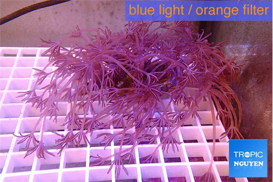Xenia long polyps 7-12 cm WYSIWYG acclimaté