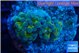 Euphyllia paraancora gold purple 3-5 cm WYSIWYG acclimaté