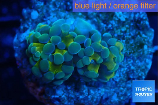 Euphyllia paraancora gold purple 3-5 cm WYSIWYG acclimaté