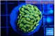 Euphyllia paraancora gold purple 3-5 cm WYSIWYG acclimaté