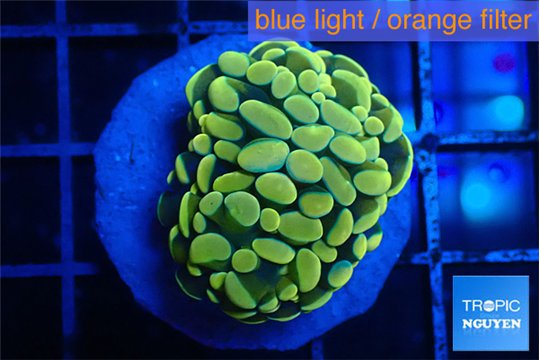 Euphyllia paraancora gold purple 3-5 cm WYSIWYG acclimaté