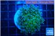 Euphyllia paradivisa green sunset 4-6 cm WYSIWYG acclimaté
