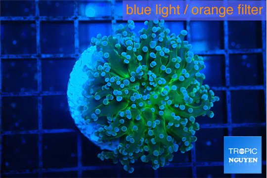 Euphyllia paradivisa green sunset 4-6 cm WYSIWYG acclimaté