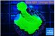 Montipora green cap 3-4 cm WYSIWYG acclimaté
