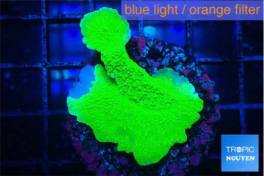 Montipora green cap 3-4 cm WYSIWYG acclimaté