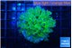 Euphyllia yayaemaensis green & purple tip 3-5 cm WYSIWYG acclimaté