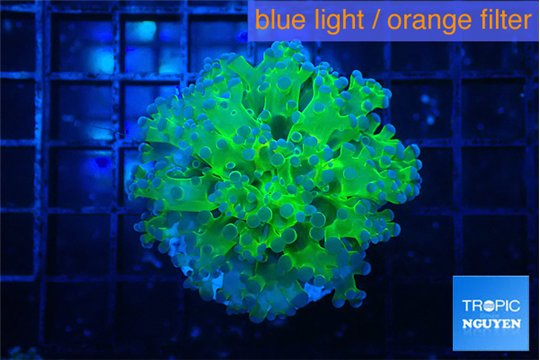 Euphyllia yayaemaensis green & purple tip 3-5 cm WYSIWYG acclimaté