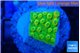 Montipora kungpao phoenix 1-2 cm WYSIWYG acclimaté